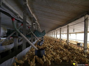 养鸭专用水线料线喷雾消毒设备 水资源专用机械的创新制造